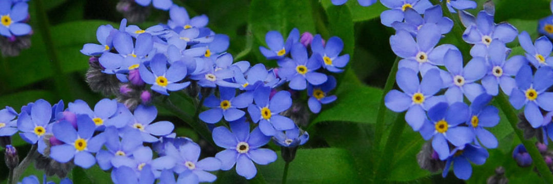 Forget-Me-Not